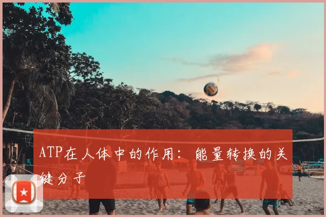 ATP在人体中的作用:能量转换的关键分子