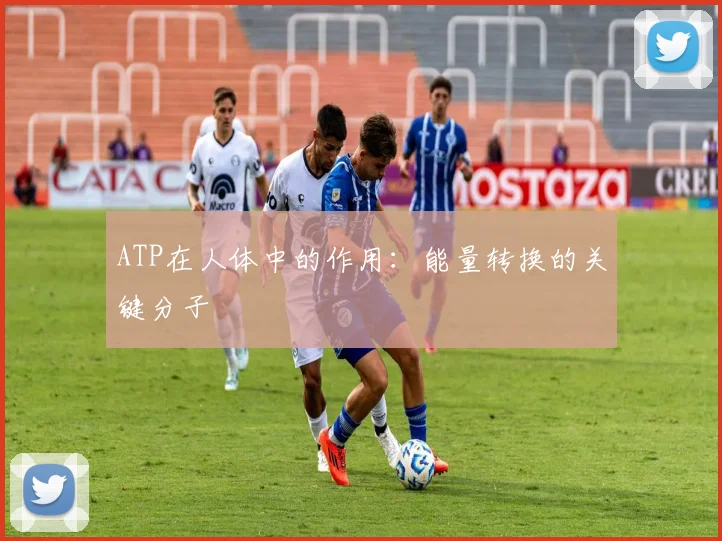 ATP在人体中的作用：能量转换的关键分子